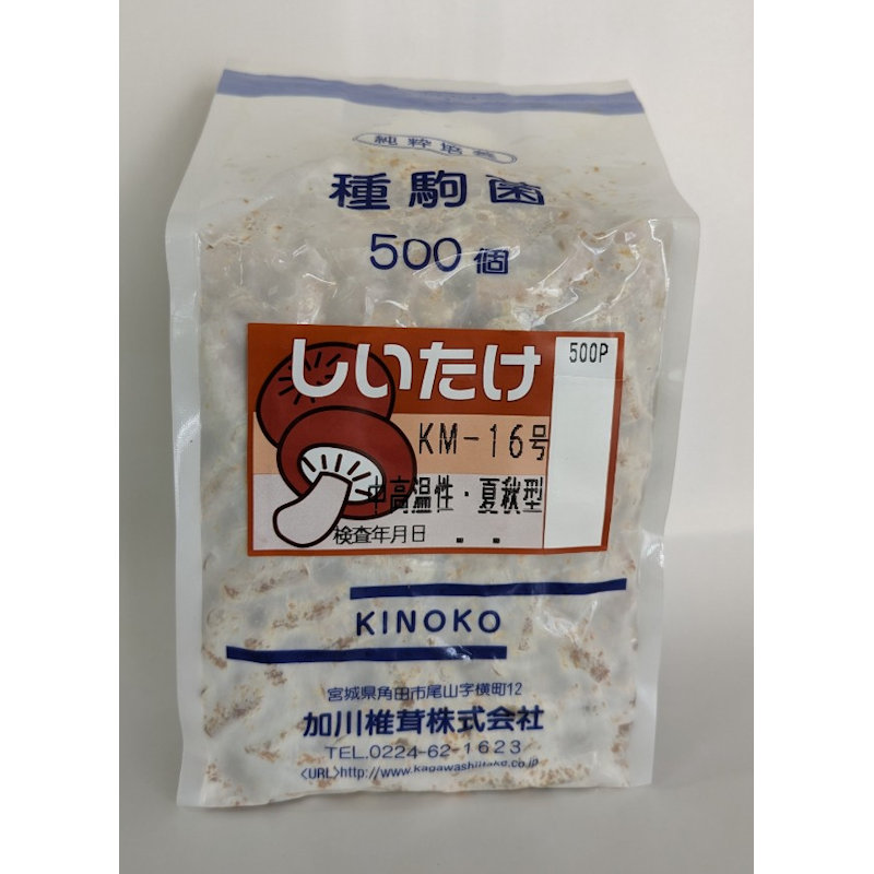 【キノコ予約】　椎茸種駒　ＫＭ－１６号　中高温性・夏秋型　５００Ｐ　【申込期限：２月２２日】
