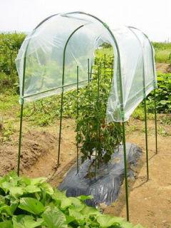 トマトの雨よけセット