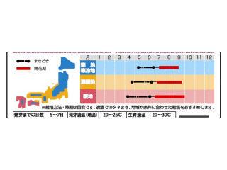 ヒマワリ種子　ビンセント　オレンジ