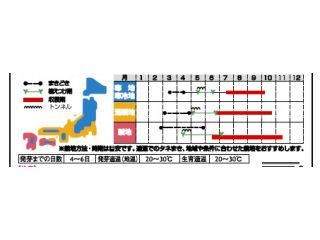 ミニトマト種子　アイコ　ミニトマト