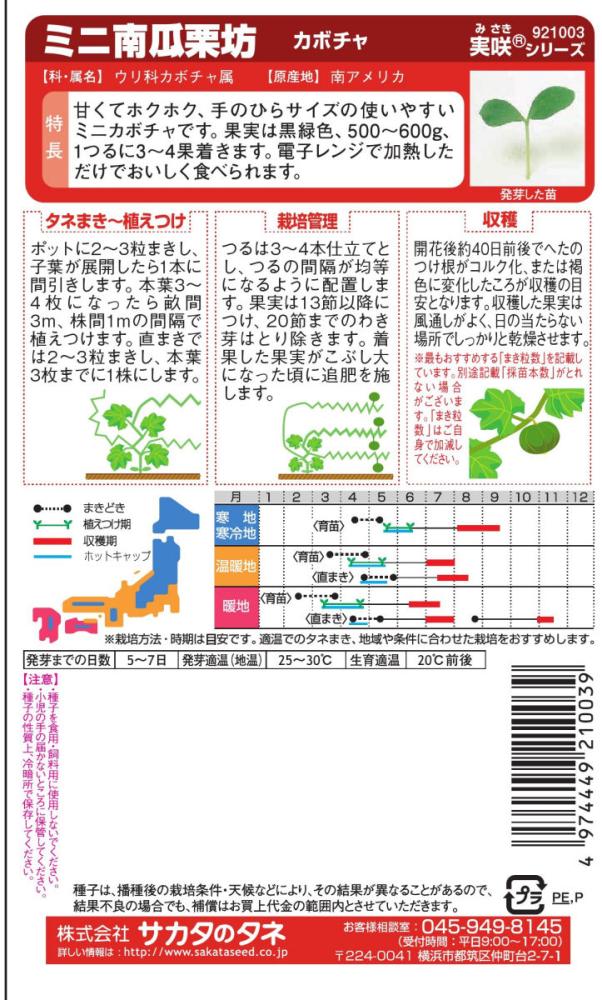 カボチャ種子　ミニ南瓜　栗っプチ