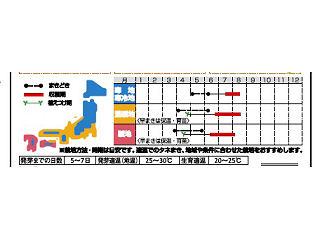 エダマメ種子　おつまみえだ豆　おつな姫