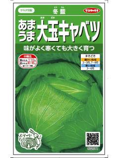 あまうま大玉キャベツ　冬藍