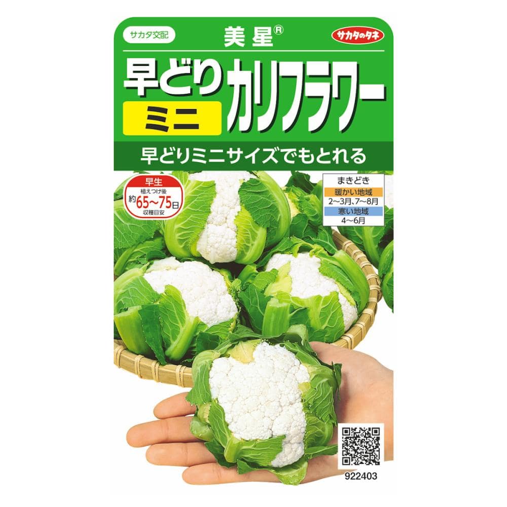 美星　ミニカリフラワー