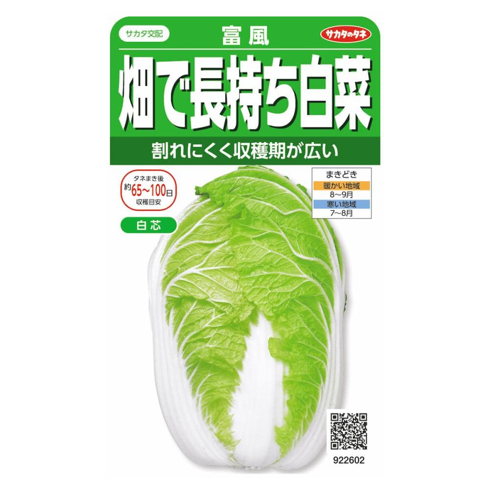 畑で長持ち白菜　富風