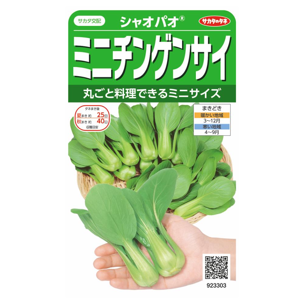 ミニチンゲンサイ　シャオパオ　　　　　　　　　　　