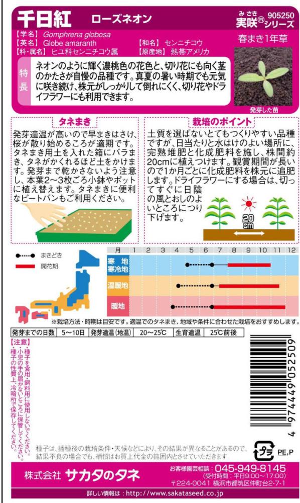 千日紅　ネオンローズ