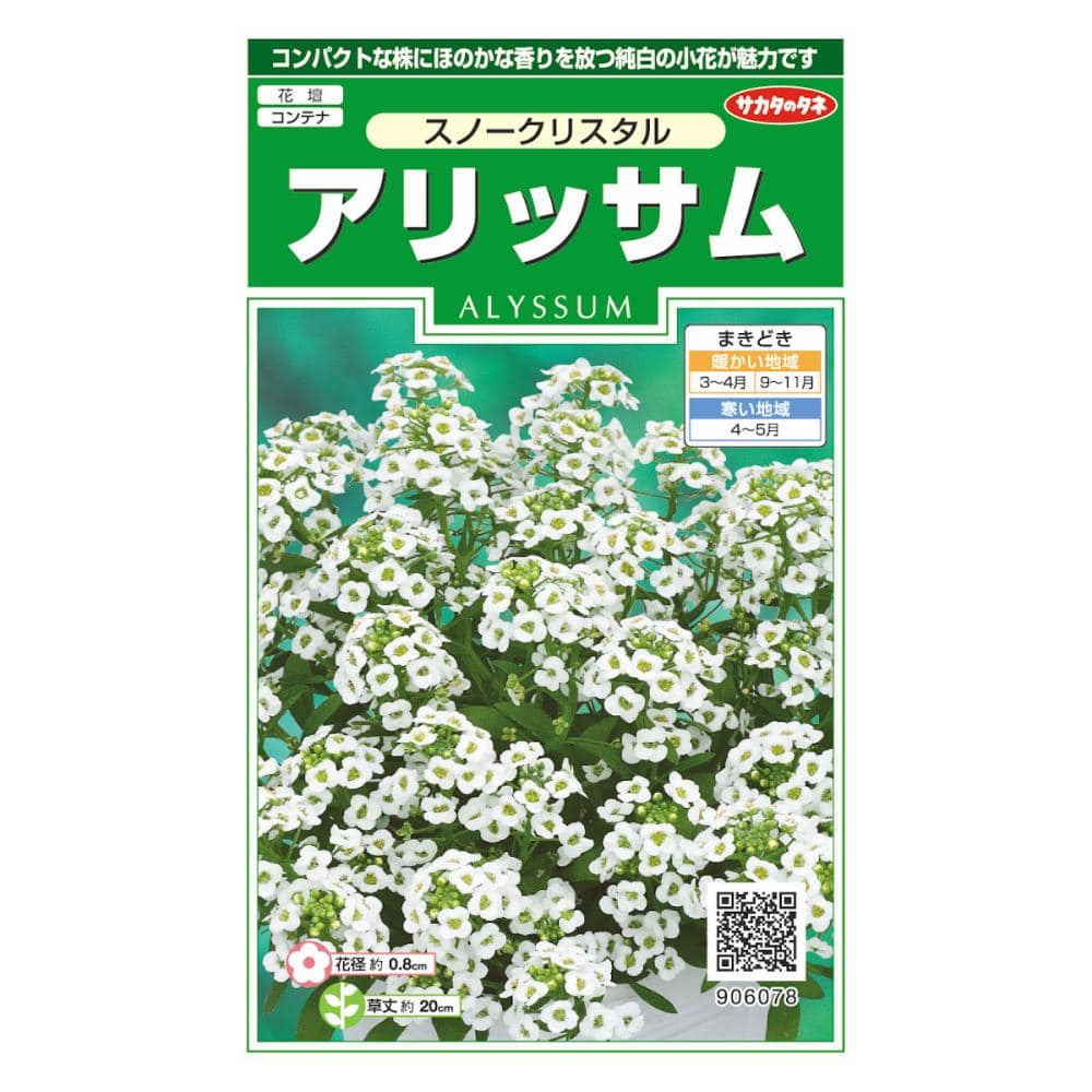 アリッサム　スノークリスタル