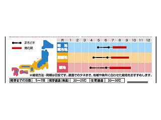 ヒマワリ種子　ビンセント　クリアオレンジ