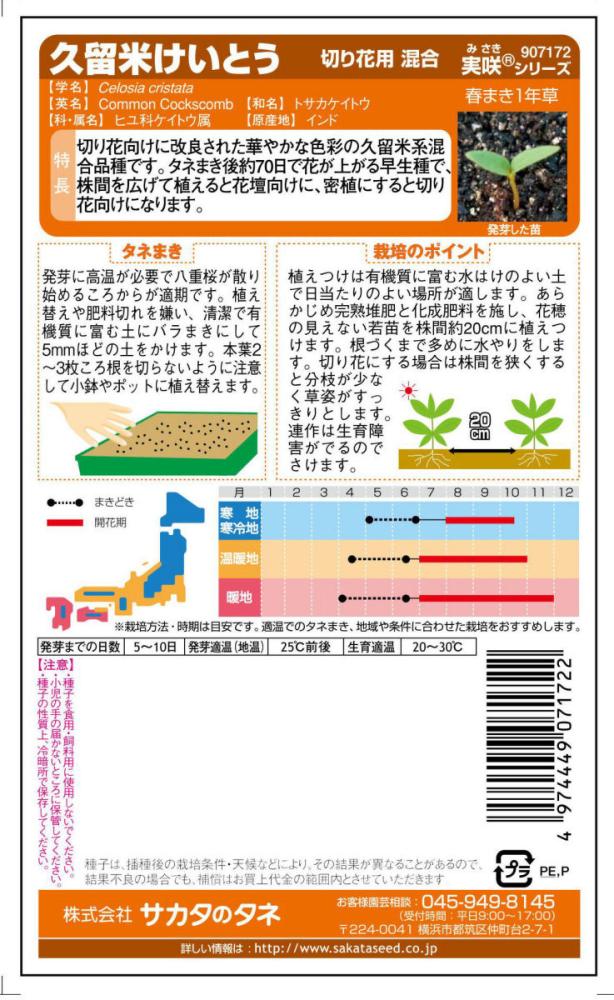 ケイトウ種子　久留米けいとう　切花用混合