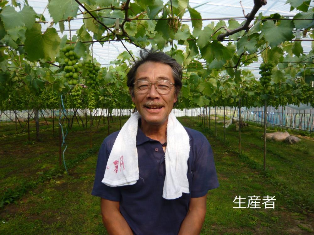 新潟県産　うさぎ村の葡萄畑　おまかせセット　贈答用　約１．7ｋｇ（４～５房入）【注文期限：10月20日】