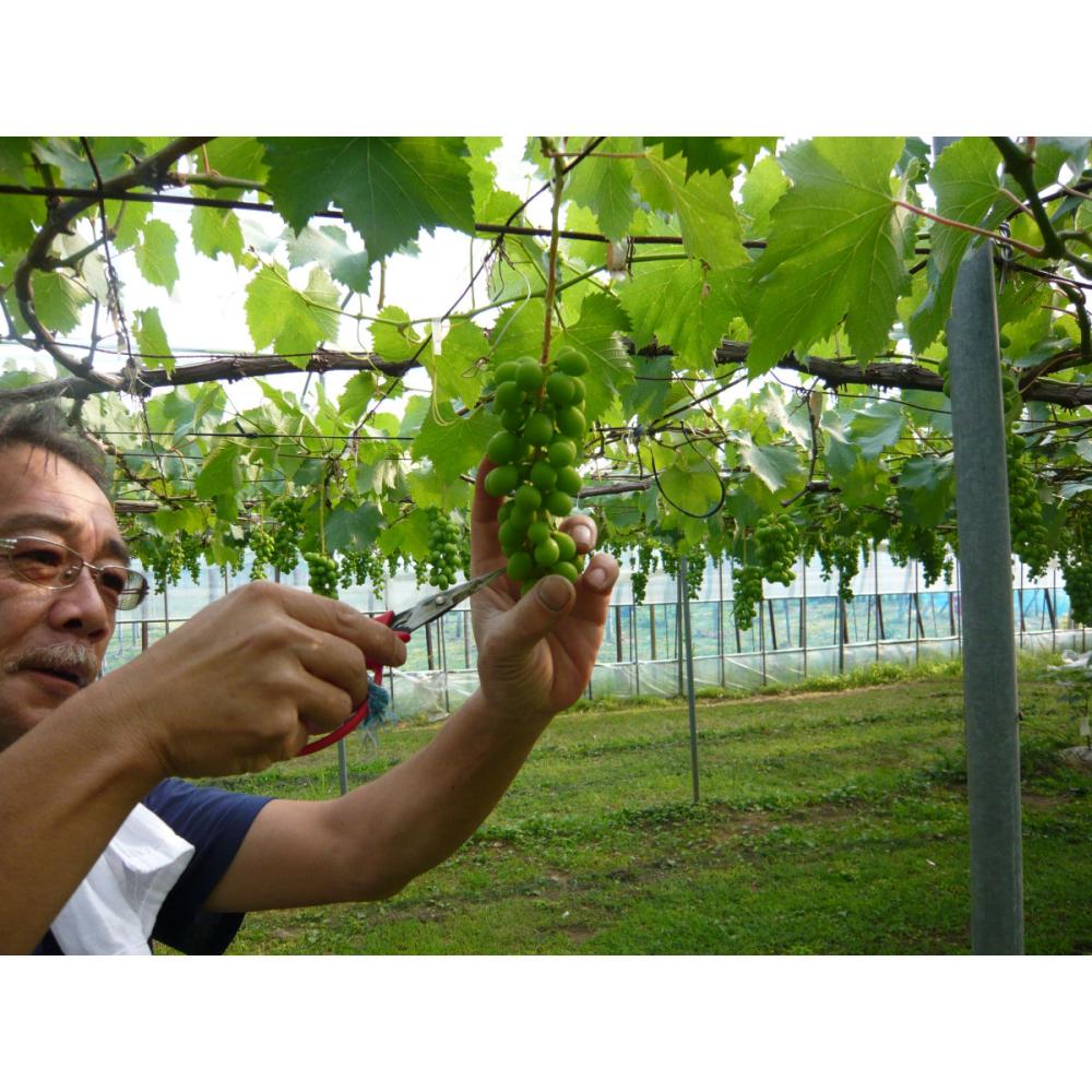 新潟県産　うさぎ村の葡萄畑　おまかせセット　家庭用　約１．7ｋｇ（６～７房入）【注文期限：10月20日】