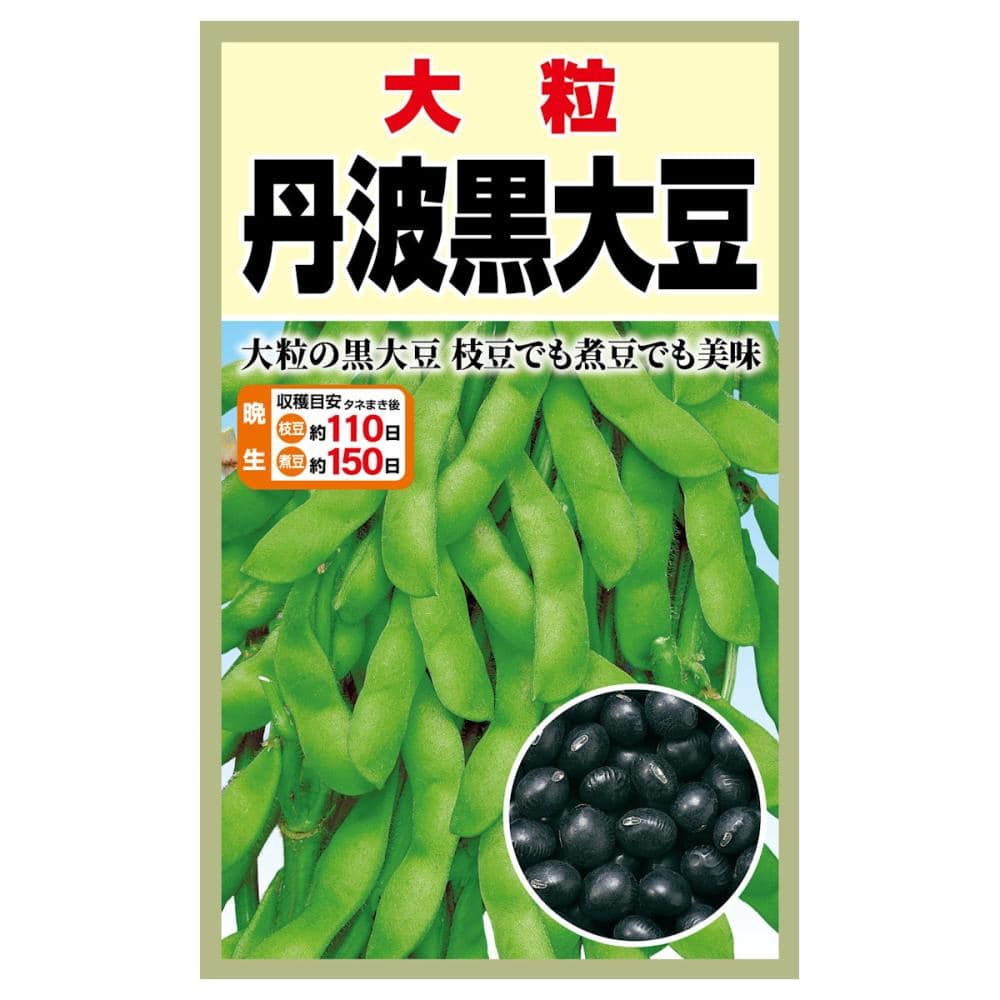 大豆種子　新ＳＢ　丹波黒大豆