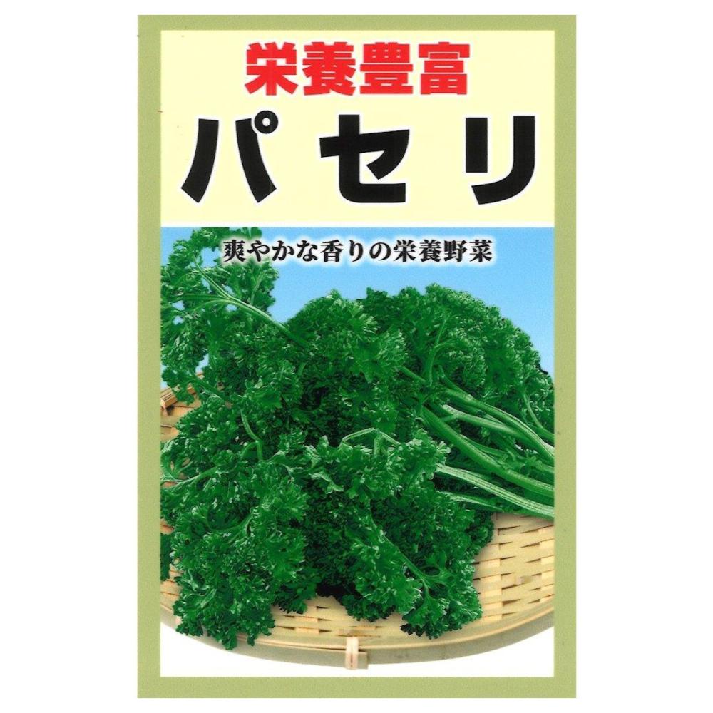 カーリー種　パセリ