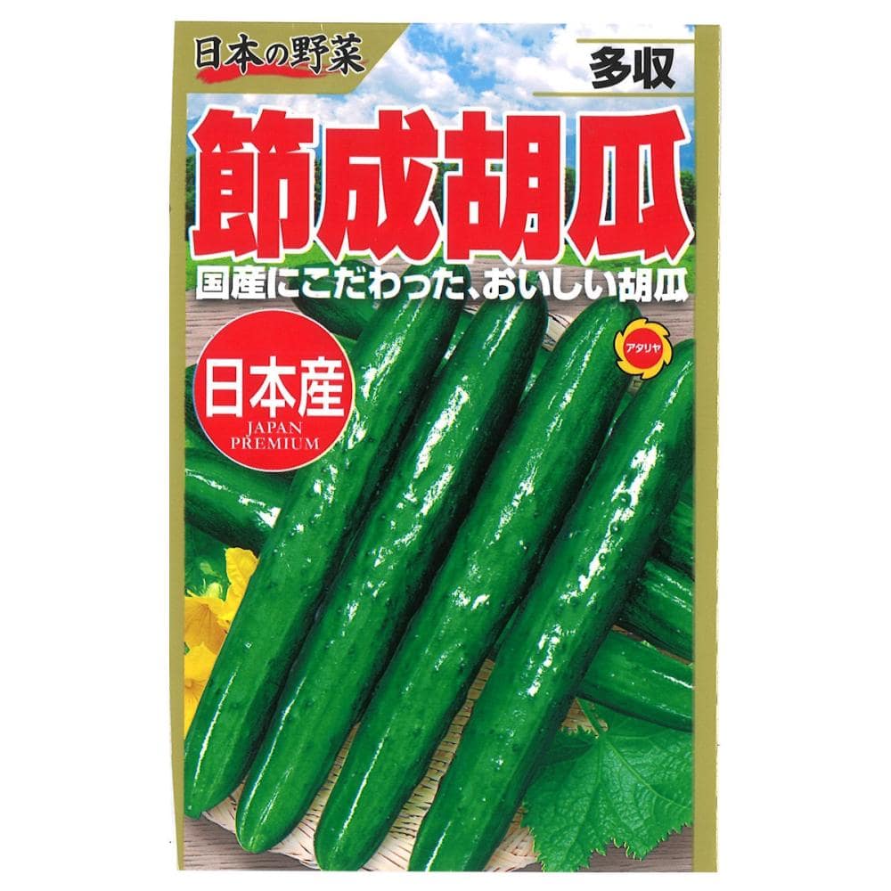 キュウリ種子　日本の野菜　多収節成胡瓜