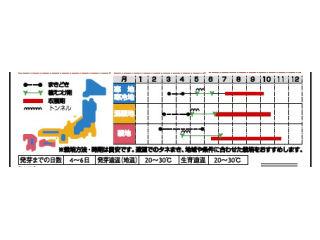 トマト種子　イエローアイコミニトマト