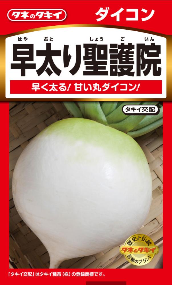 ダイコン　早太り聖護院