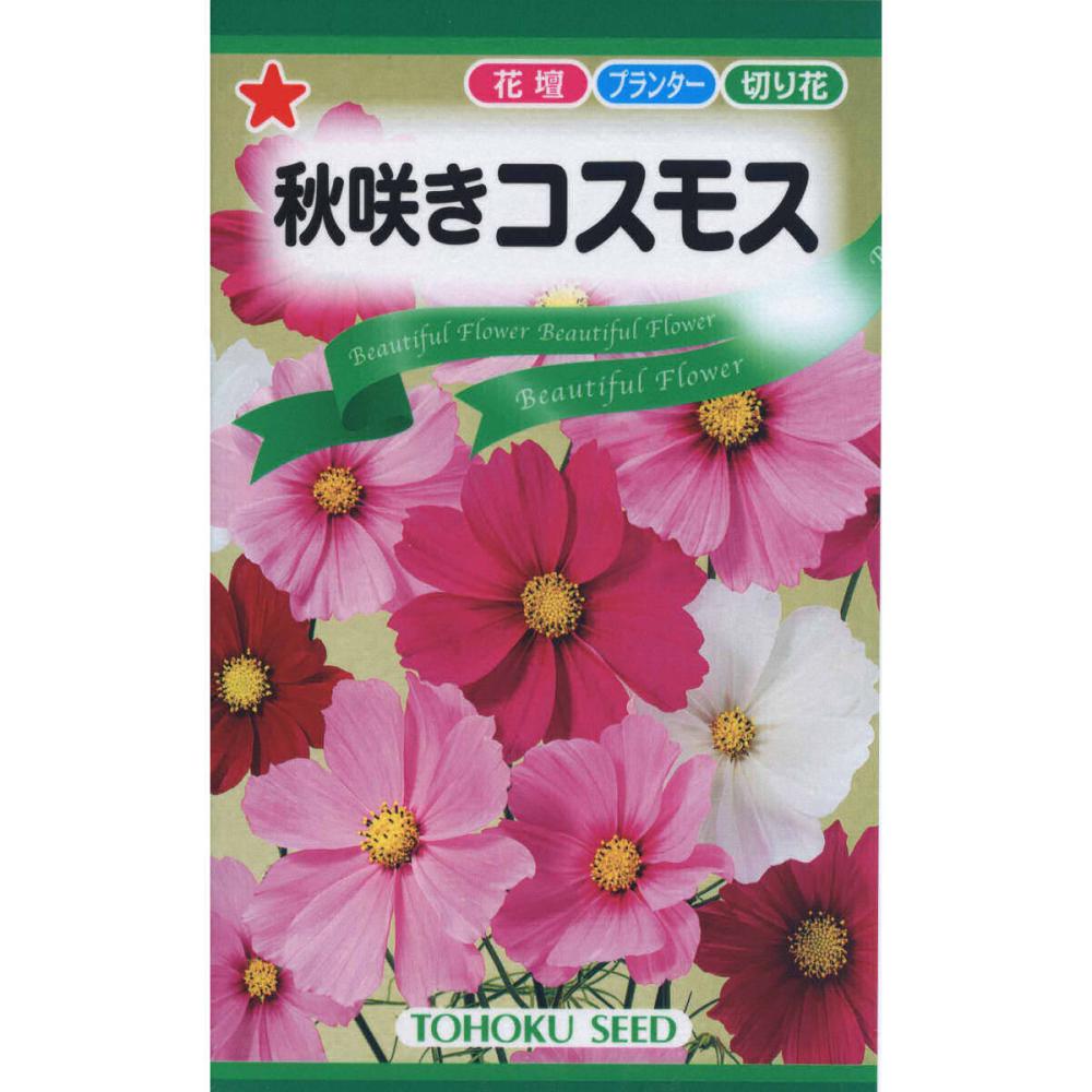 秋咲きコスモス