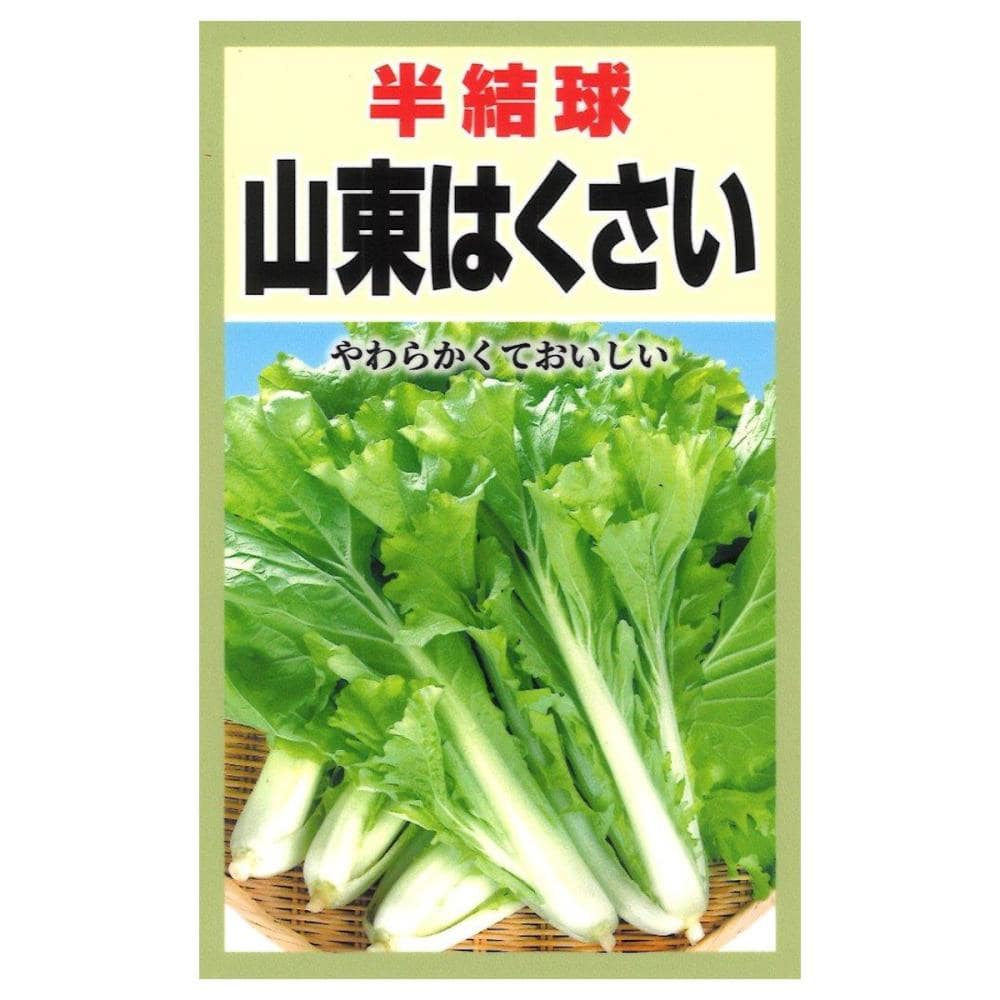 半結球山東はくさい