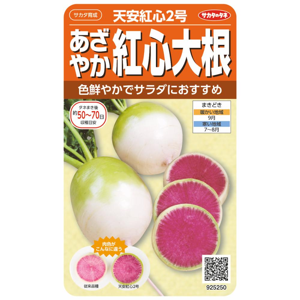天安紅心２号　中国ダイコン