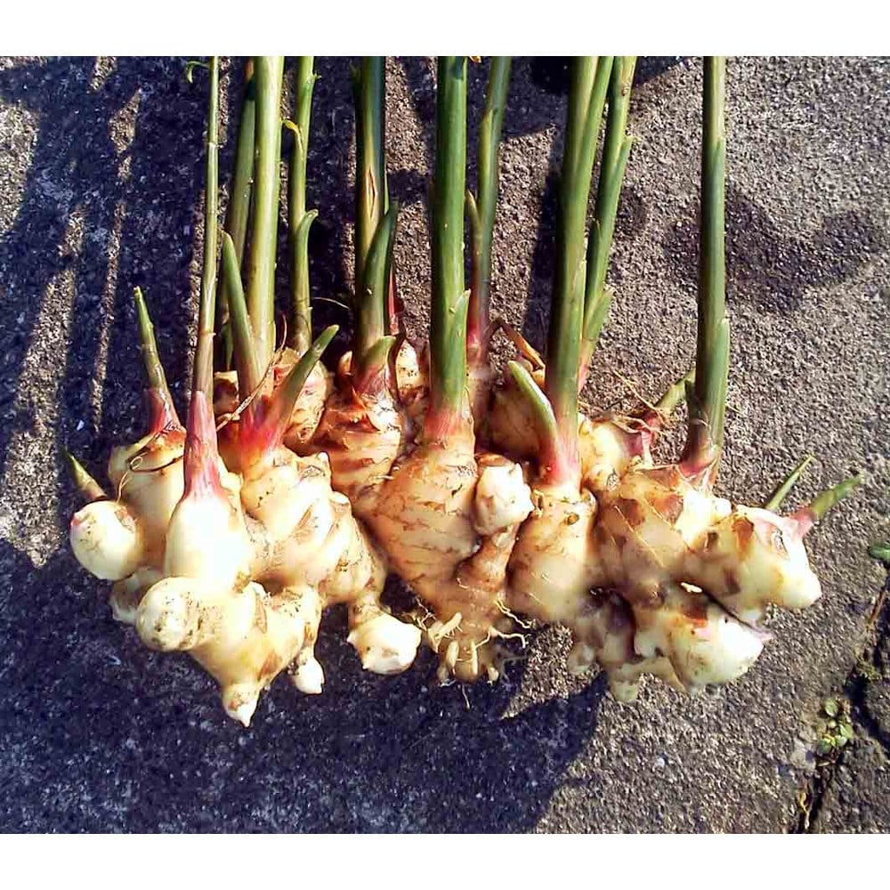 【野菜予約】　大生姜　お多福　１ｋｇ　（国産）　【申込期限：３月１日】