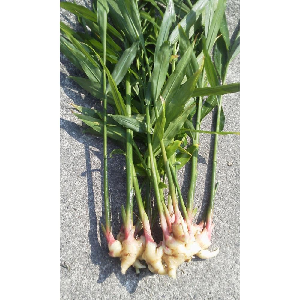 【野菜予約】　小生姜　三州谷中　１ｋｇ　（国産）　【申込期限：３月１日】