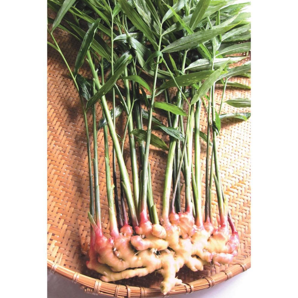 【野菜予約】　金時生姜　１ｋｇ　（国産）　【申込期限：３月１日】