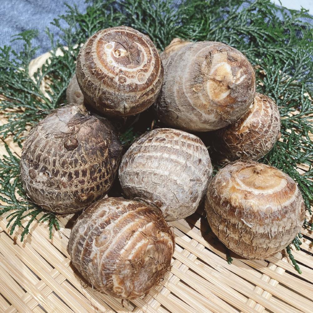 【野菜予約】　里芋　石川早生　早生種　３ｋｇ　（国産）　【申込期限：３月１日】