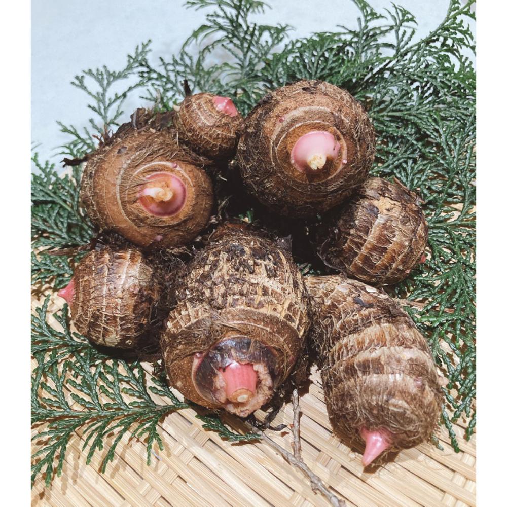 【野菜予約】　里芋　赤芽大吉　晩生種　３ｋｇ　（国産）　【申込期限：３月１日】