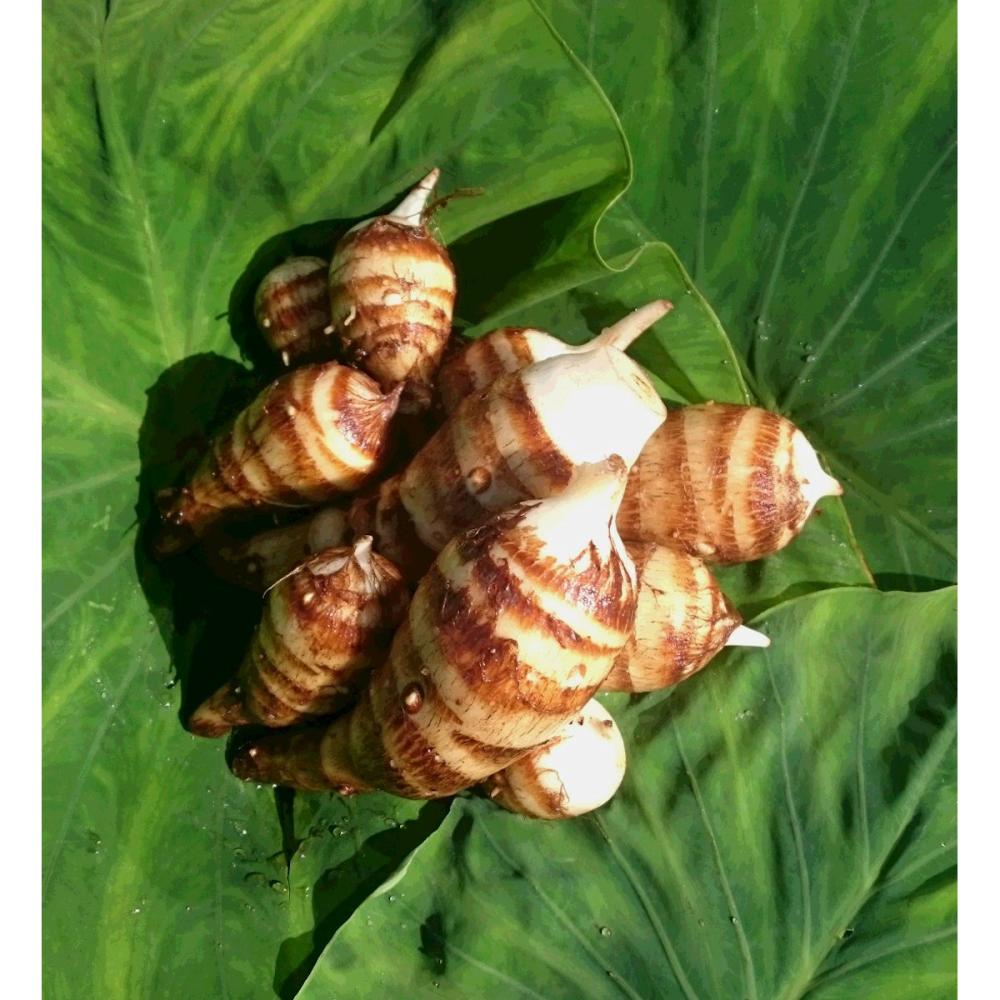 【野菜予約】　唐の芋（エビ芋）　晩生種　１ｋｇ　（国産）　【申込期限：３月１日】