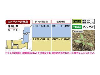 トマト種子　桃太郎ファイト