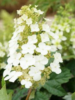 予約販売 柏葉アジサイ アリスの通販 ホームセンター コメリドットコム