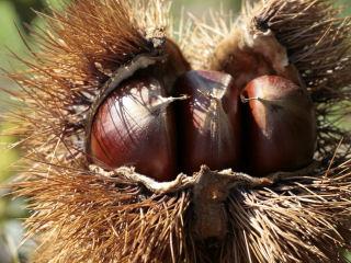 【春予約】　クリ苗　美玖里　ＰＶＰ　【引渡予定日：４／４（土）～１２（日）】