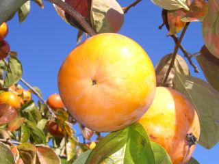【春予約】　カキ苗　太秋（甘柿）　【引渡予定日：４／４（土）～１２（日）】