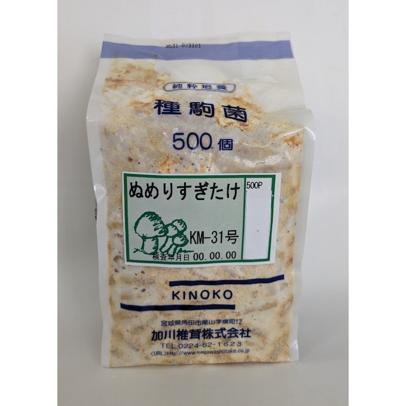 【キノコ予約】 ぬめりすぎたけ種駒 500P 【申込期限:2月22日】
