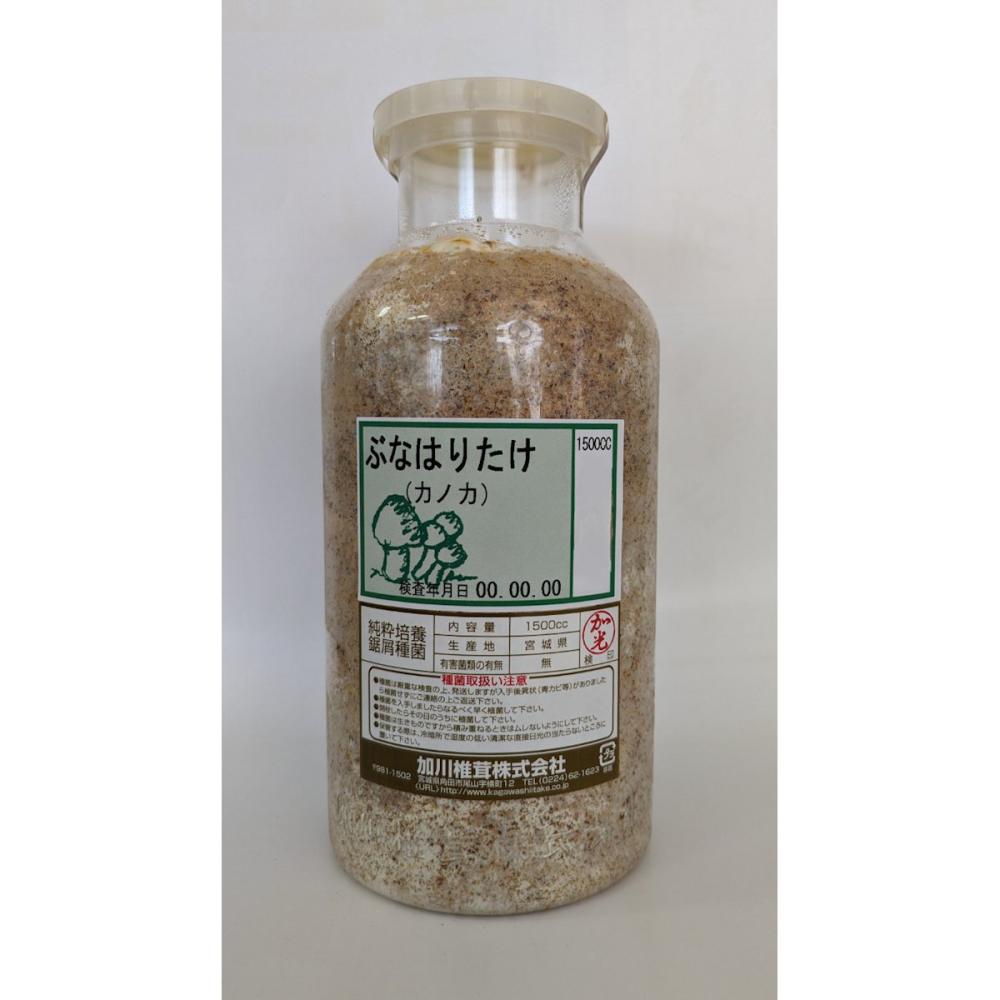 【キノコ予約】　ぶなはりたけおが菌　１５００ｃｃ　【申込期限：２月２２日】