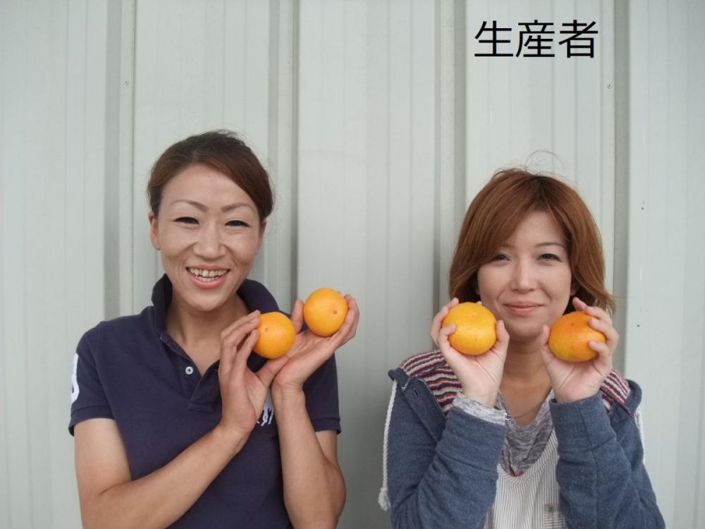 柑橘【自然栽培】高知県産文旦L〜4Lサイズ10kg