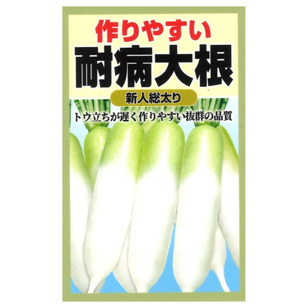 耐病交配　総太り大根