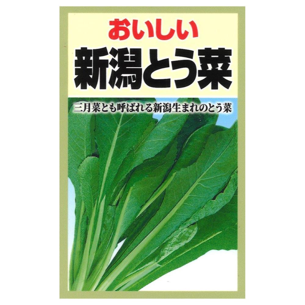 新潟とう菜（三月菜）