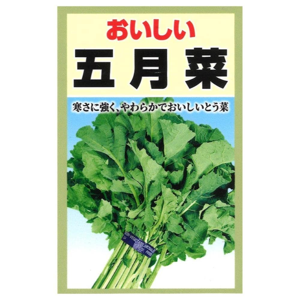 五月菜