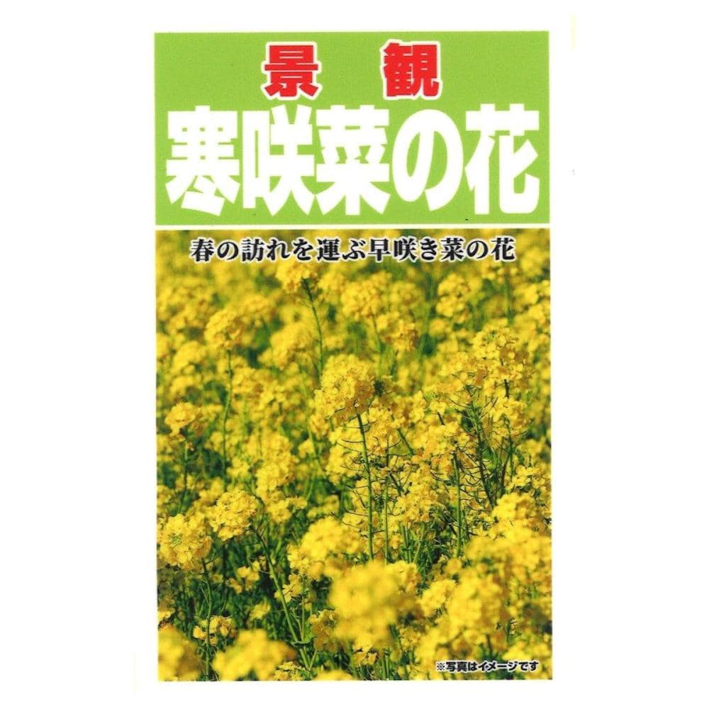 寒咲　菜の花