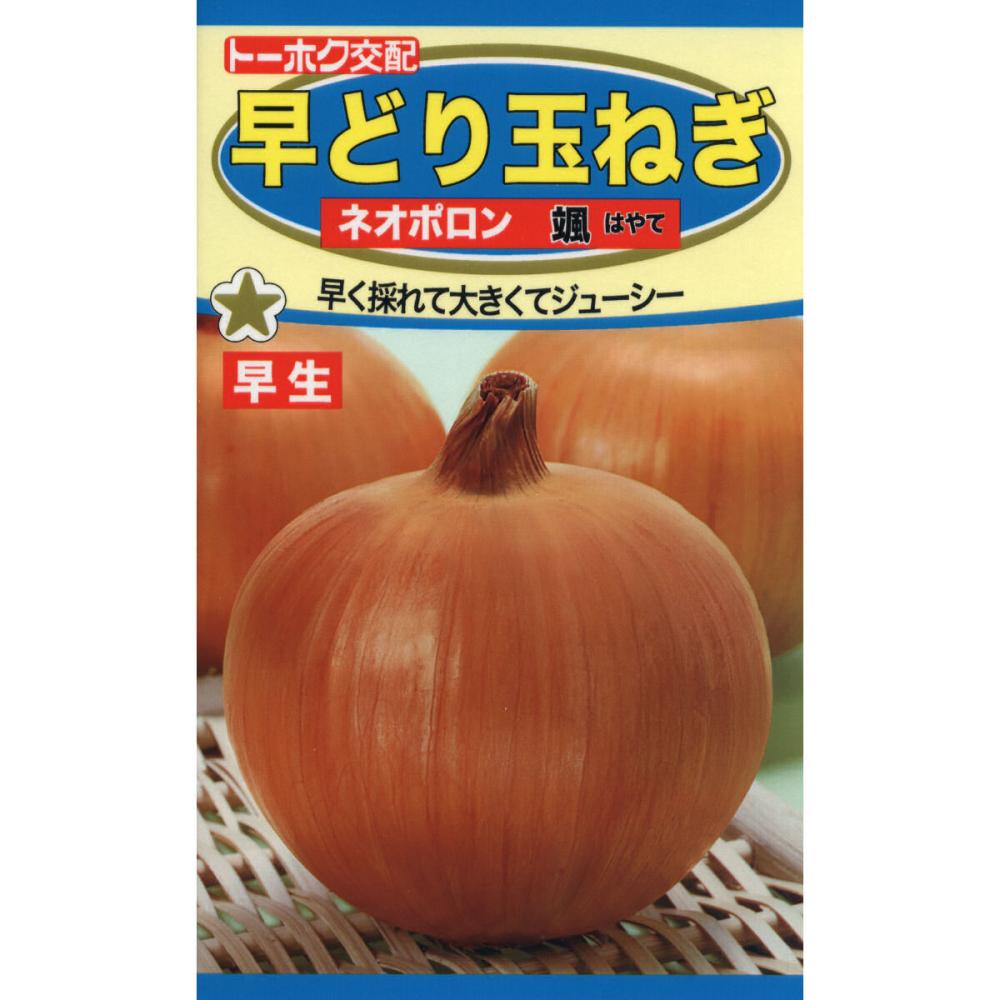 Ｆ１　早どり玉ねぎ　ネオポロン　颯（はやて）