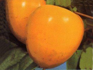 【春予約】　カキ苗　大蜂屋（渋）　【引渡予定日：４／４（土）～１２（日）】