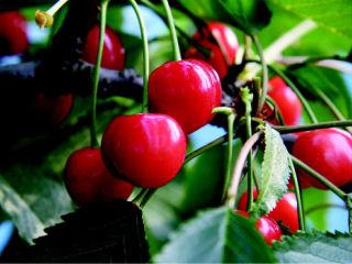 【春予約】　サクランボ苗　佐藤錦　【引渡予定日：４／４（土）～１２（日）】