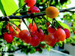 【春予約】　サクランボ苗　暖地桜桃　【引渡予定日：４／４（土）～１２（日）】