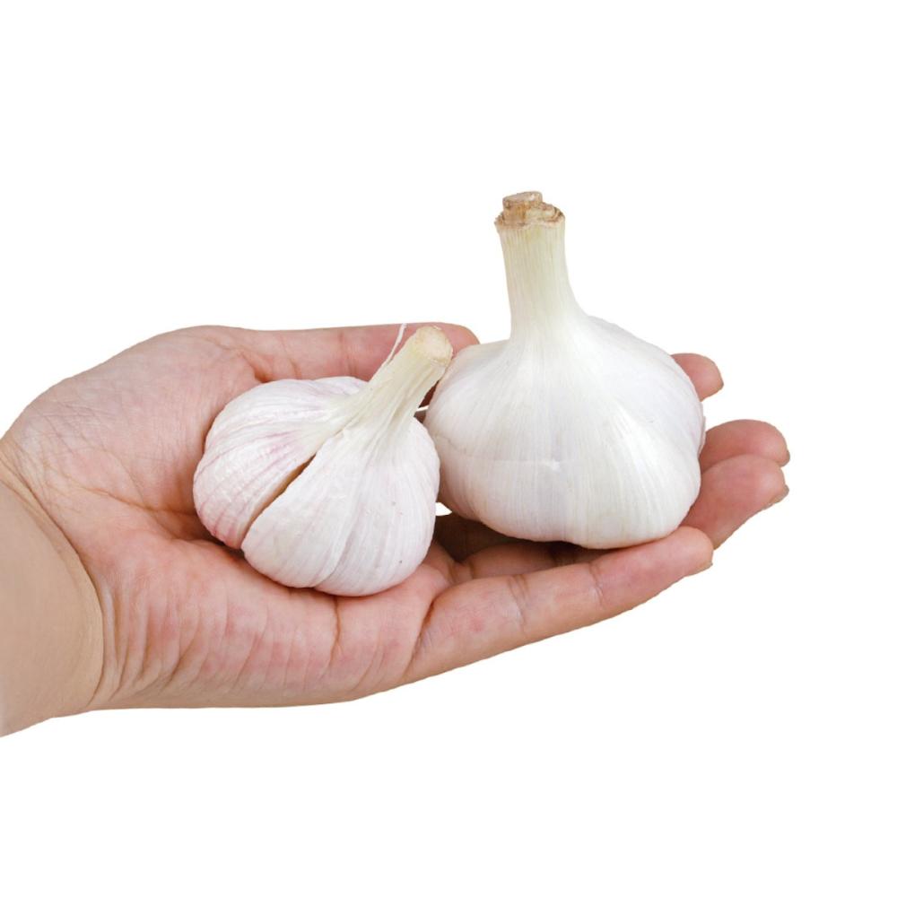 中国産　嘉定ニンニク　３ｋｇ
