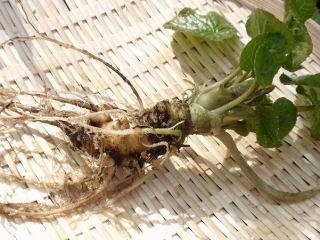 予約商品 山菜苗 畑ワサビ ２０株の通販 ホームセンター コメリドットコム