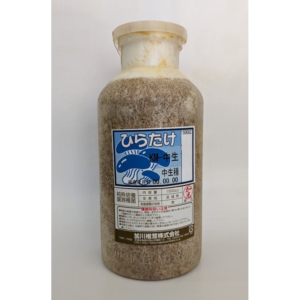 【キノコ予約】　ひらたけおが菌　ＫＭ中生　中生種　１５００ｃｃ　【申込期限：２月２２日】