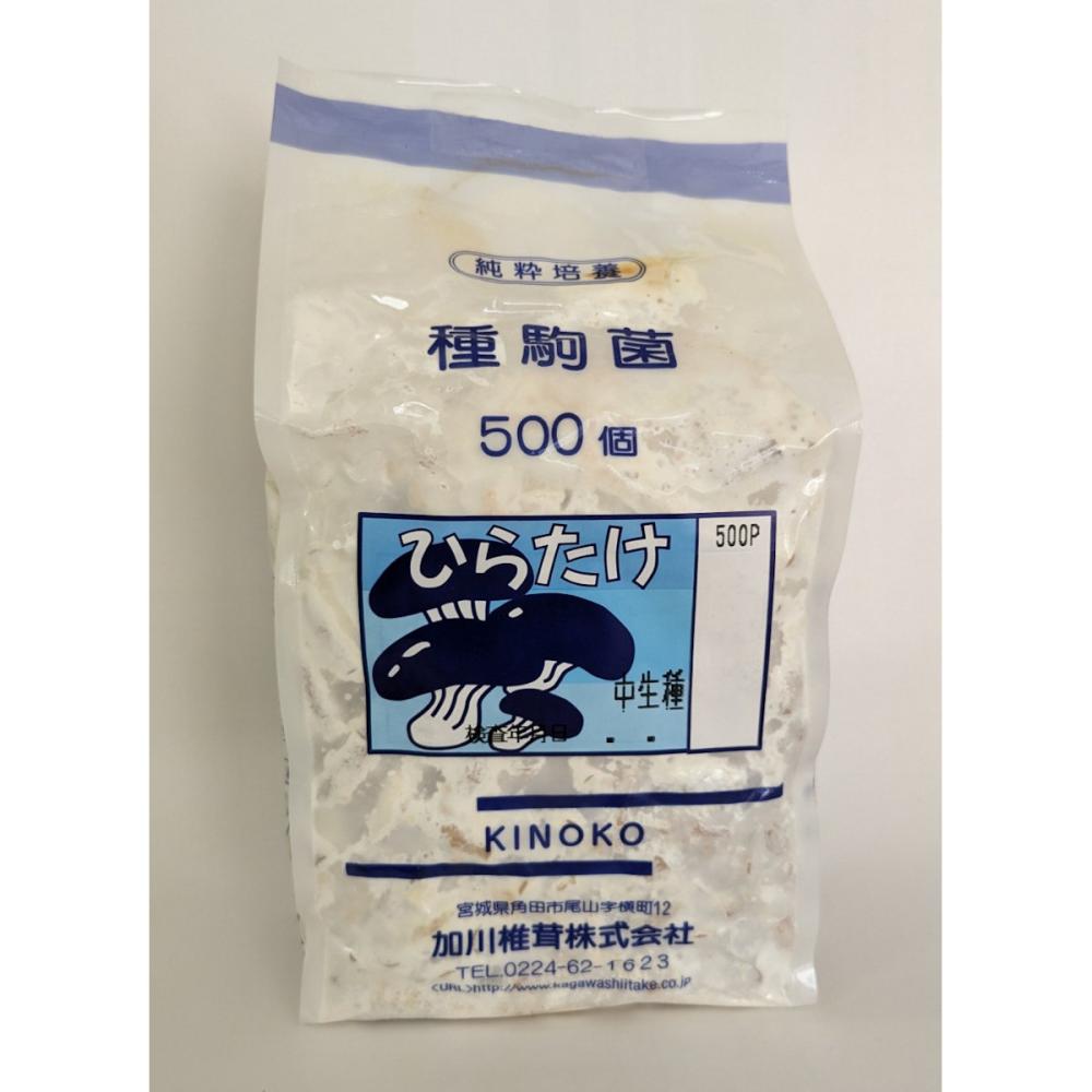 【キノコ予約】　ひらたけ種駒　ＫＭ中生　中生種　５００Ｐ　【申込期限：２月２２日】