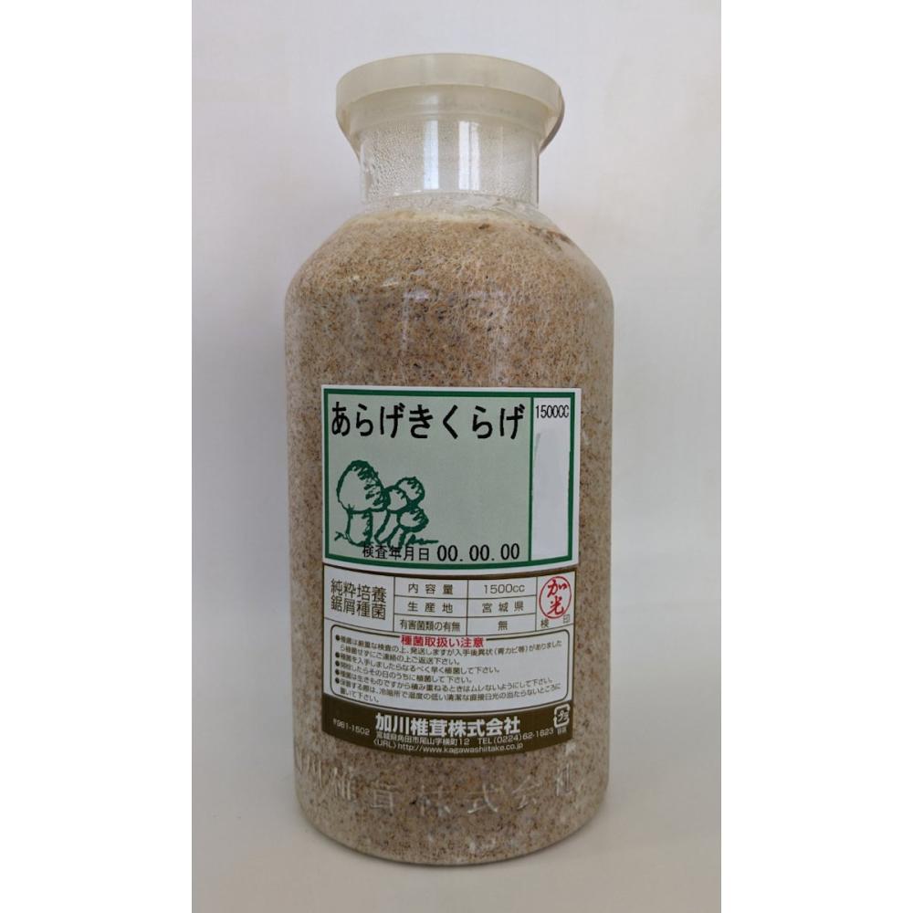 【キノコ予約】　あらげきくらげおが菌　１５００ｃｃ　【申込期限：２月２２日】